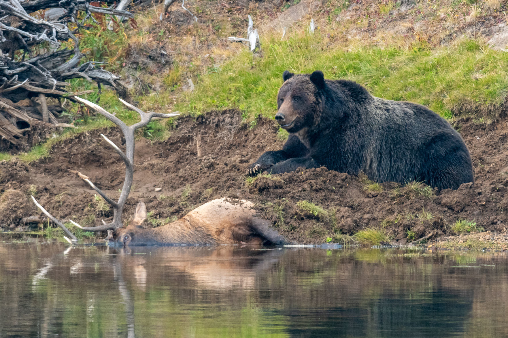 Bear elk kill